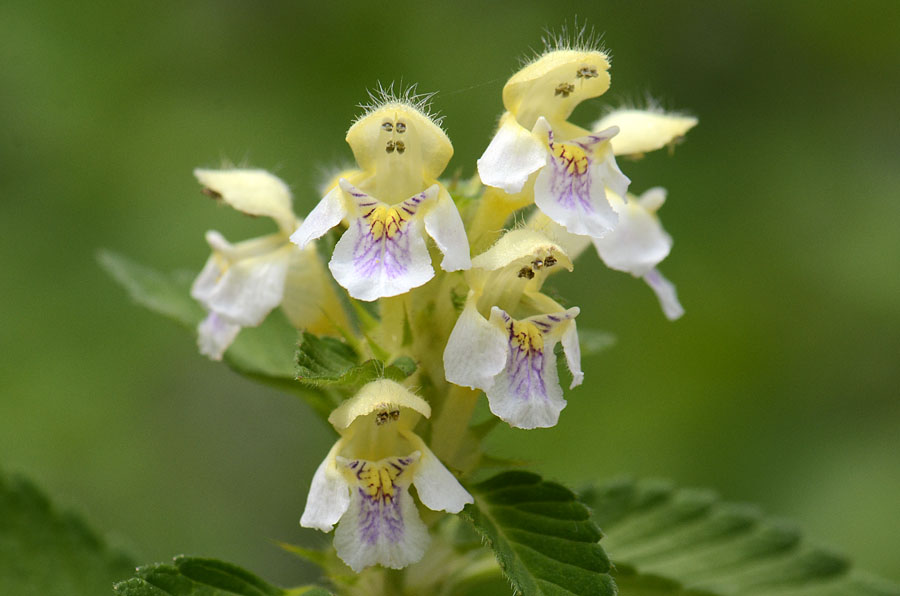 Galeopsis segetum / Canapetta campestre